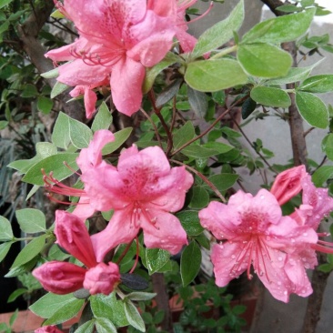 高山杜鹃6~8cm1.5~2米