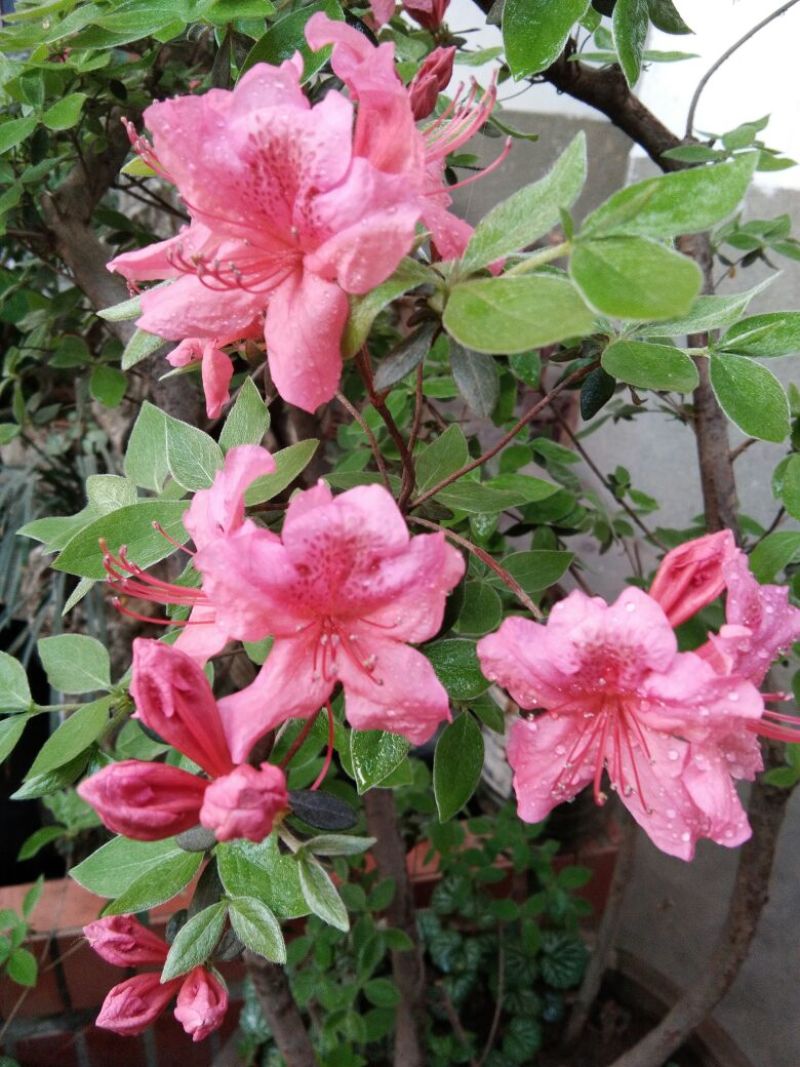 高山杜鹃6~8cm1.5~2米