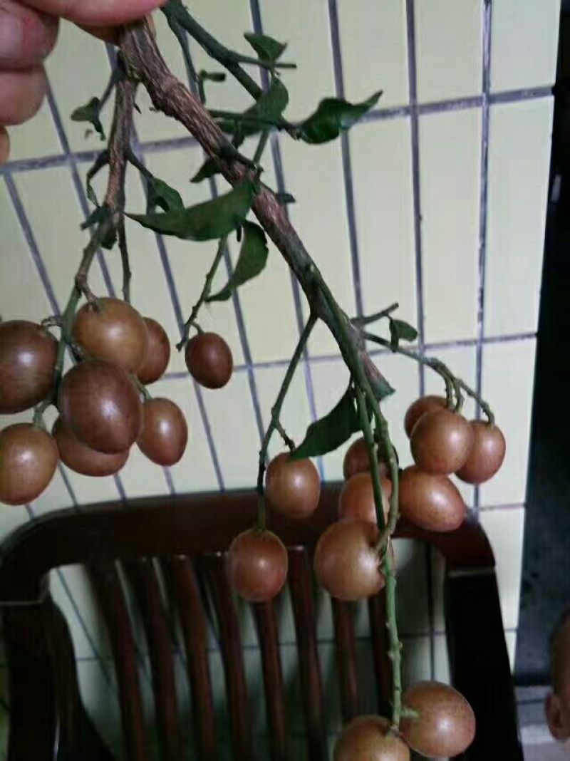 黄皮果苗☞【鸡心】【无核】【黑黄皮】