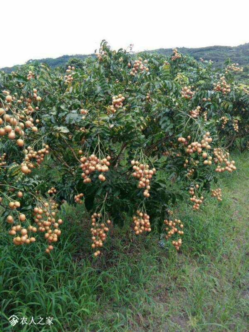 黄皮果苗☞【鸡心】【无核】【黑黄皮】