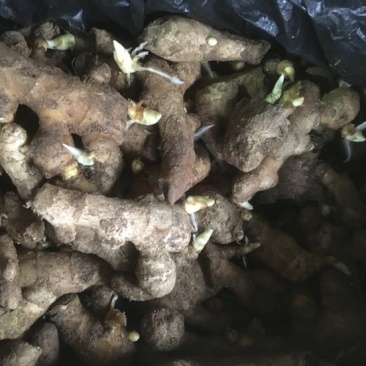 面姜催好芽的泥姜姜种面姜姜种出售100斤起购