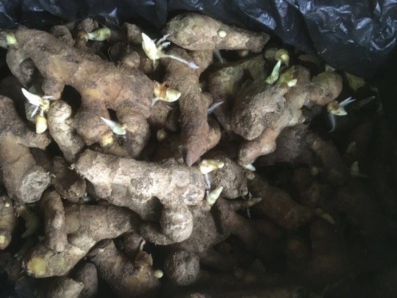 面姜催好芽的泥姜姜种面姜姜种出售100斤起购