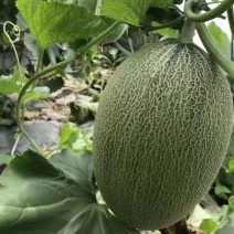 哈密瓜5斤以上长圆形