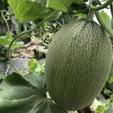 哈密瓜5斤以上长圆形