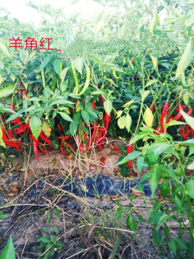二荆条辣椒苗