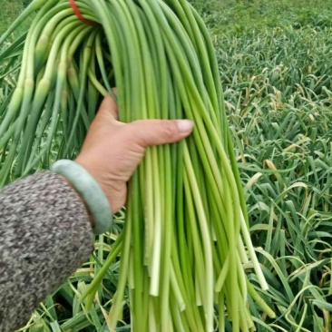 白帽蒜薹通货40~50cm