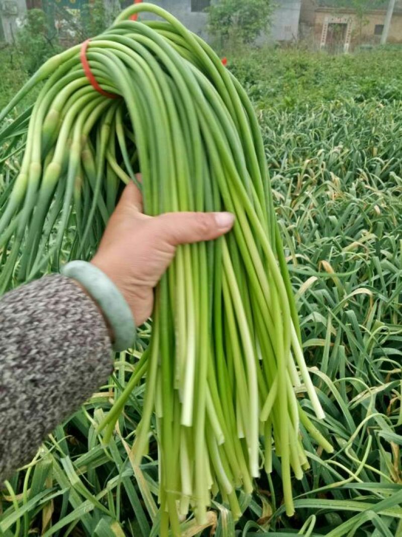 白帽蒜薹通货40~50cm