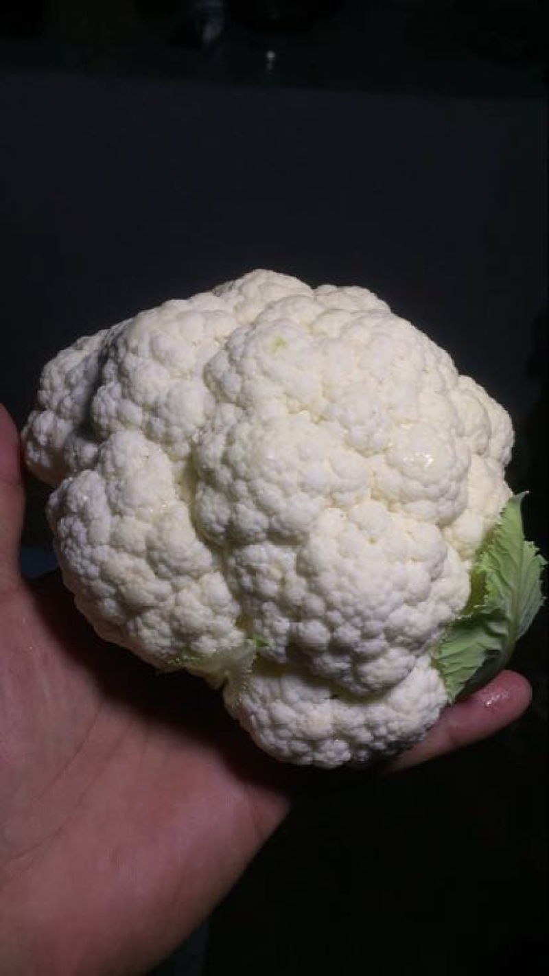 白花菜欢迎实地考察量大，天天有货，全国调货，需要联系