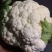 白花菜欢迎实地考察量大，天天有货，全国调货，需要联系