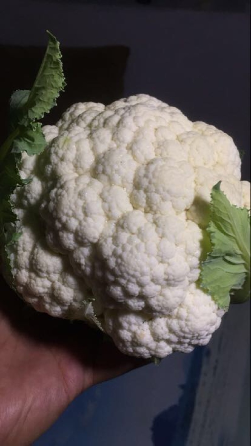 白花菜欢迎实地考察量大，天天有货，全国调货，需要联系