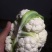 白花菜欢迎实地考察量大，天天有货，全国调货，需要联系
