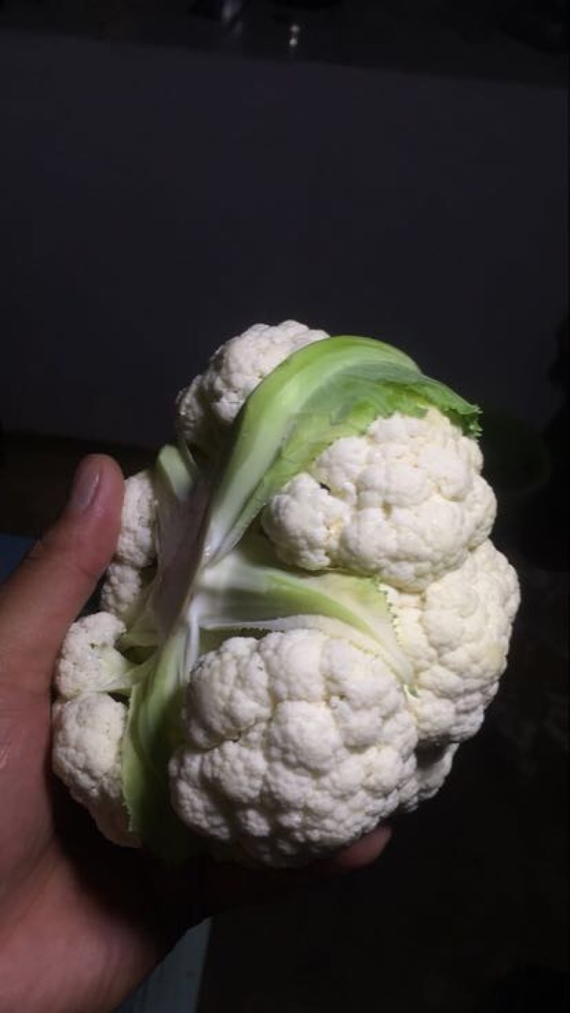 白花菜欢迎实地考察量大，天天有货，全国调货，需要联系