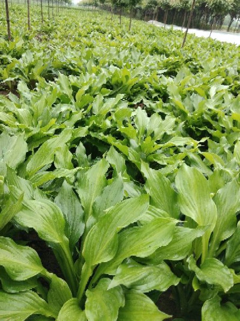 玉簪10-30高