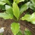 玉簪10-30高