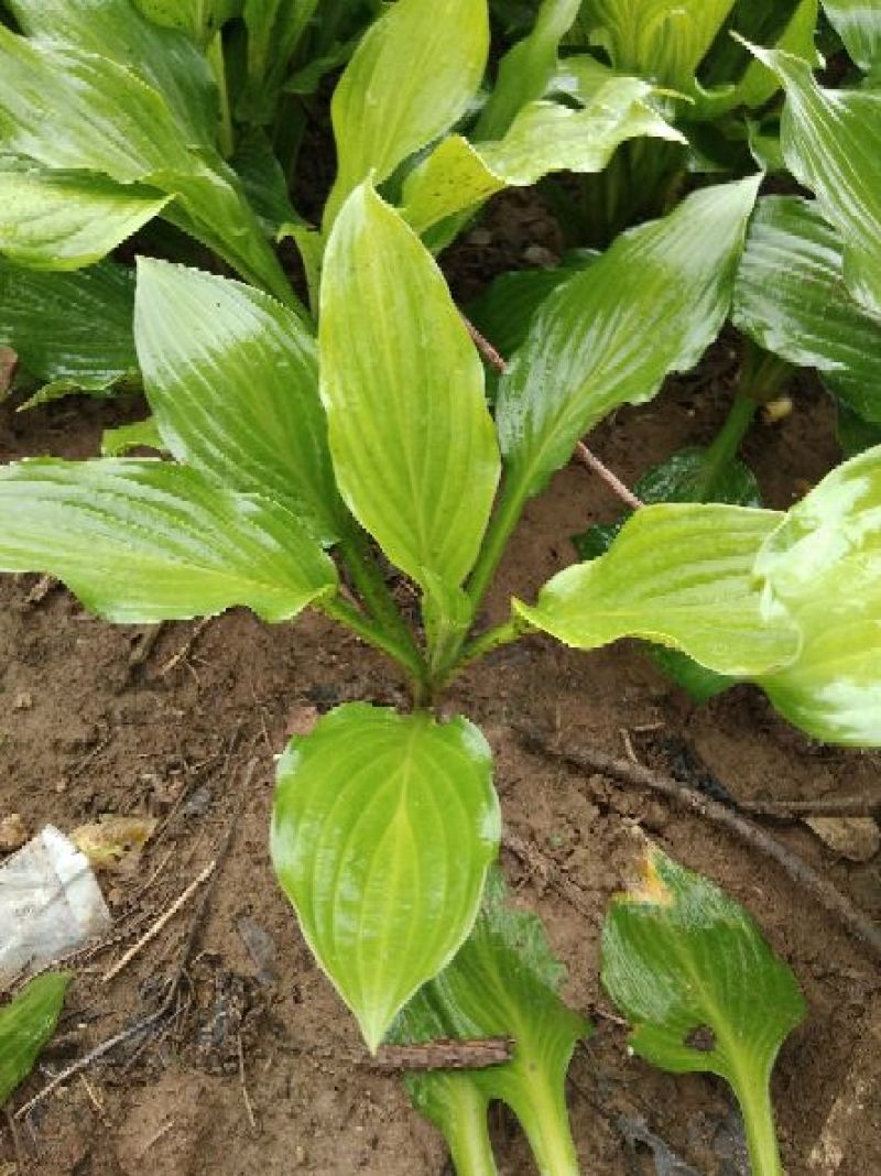 玉簪10-30高