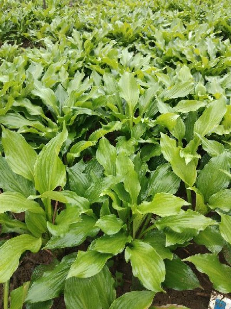玉簪10-30高