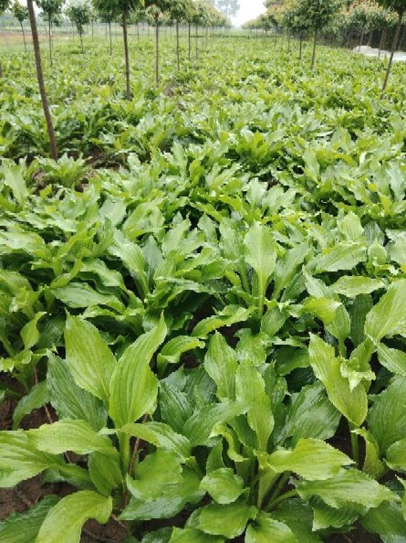 玉簪10-30高