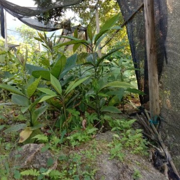 走马胎别名大发药九丝马山鼠走马风