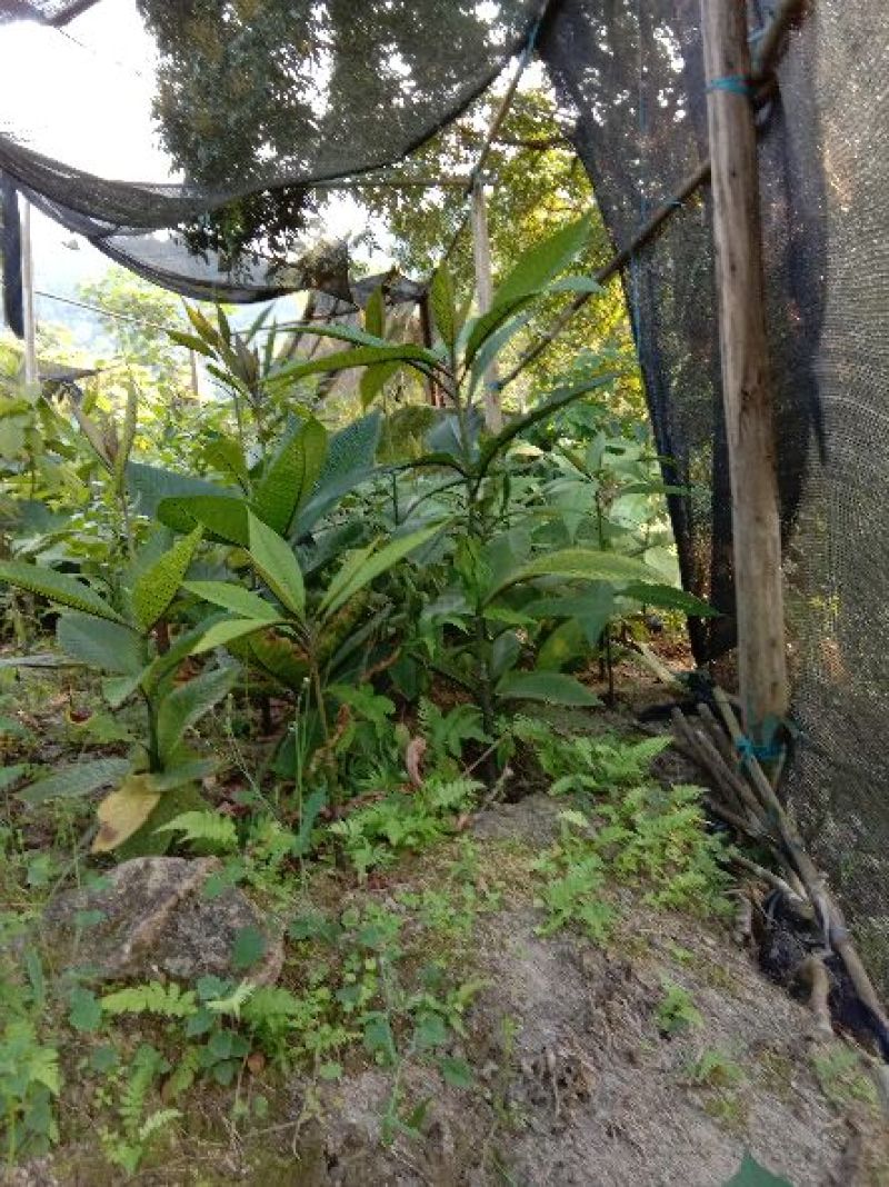 走马胎别名大发药九丝马山鼠走马风