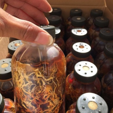 蜜环菌种