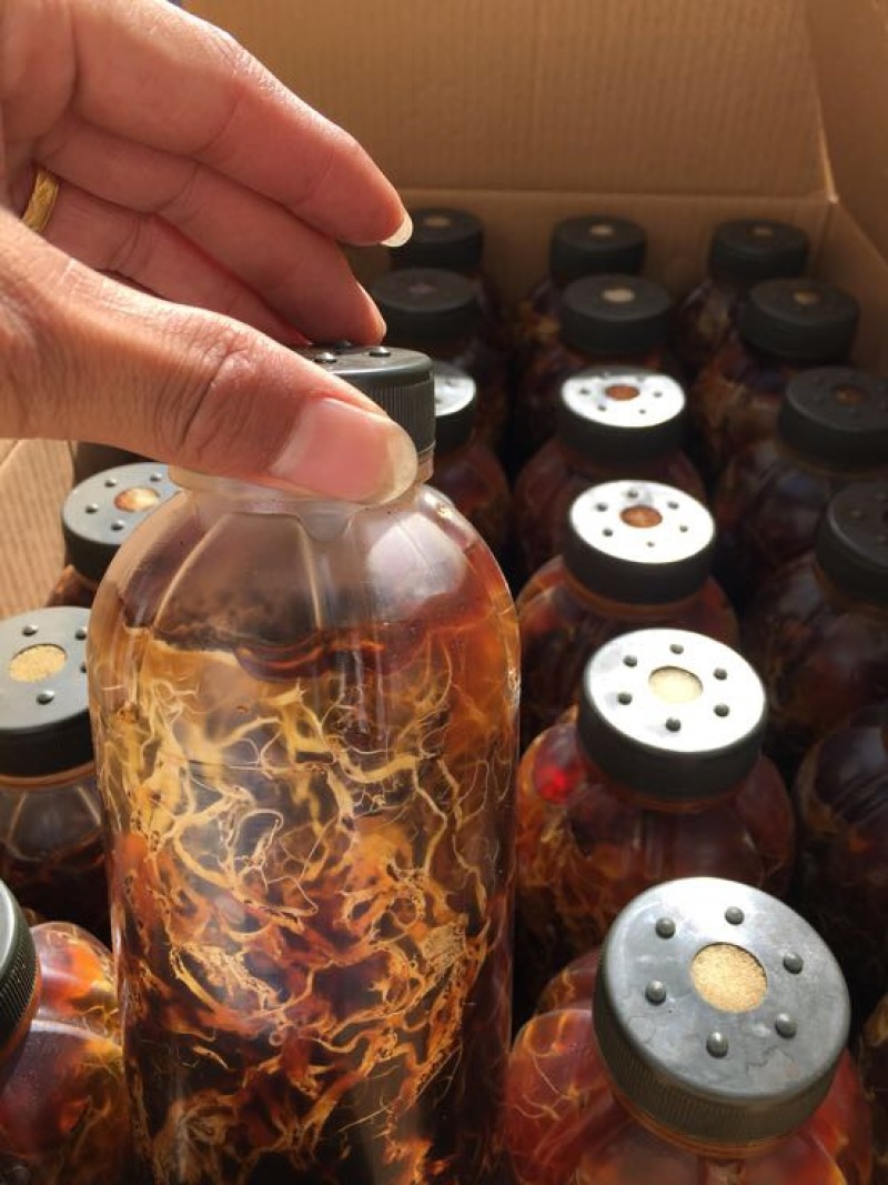 蜜环菌种