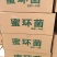 蜜环菌种