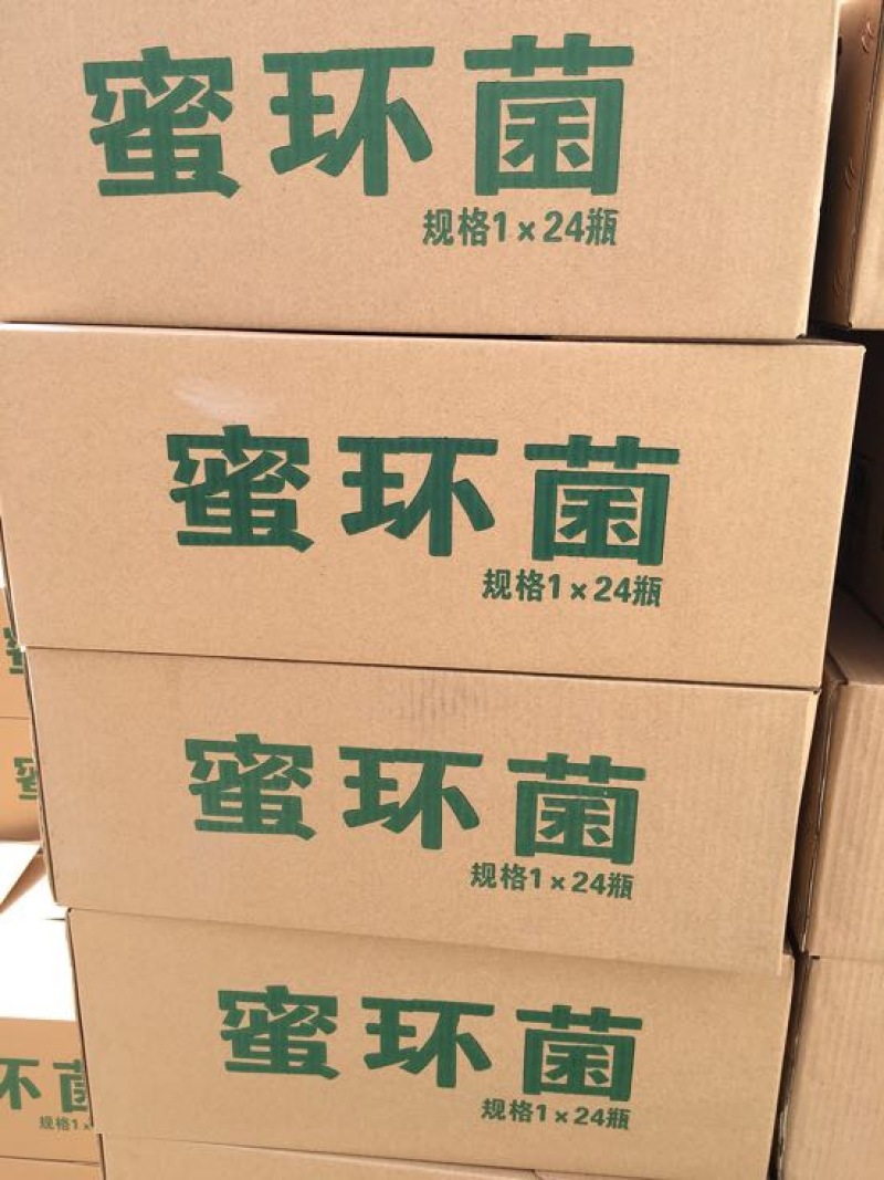 蜜环菌种