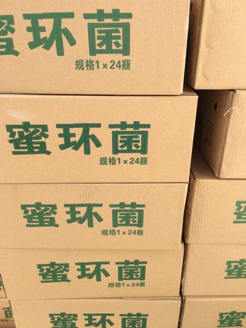 蜜环菌种