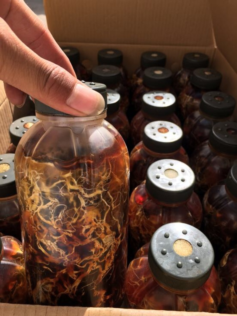 蜜环菌种