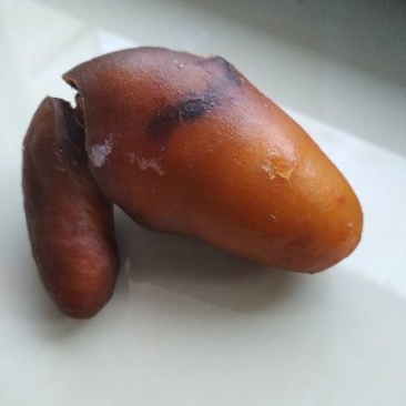 鸡宝