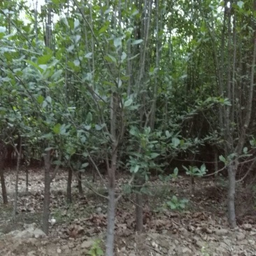 西府海棠6~8cm6~8cm6~8cm