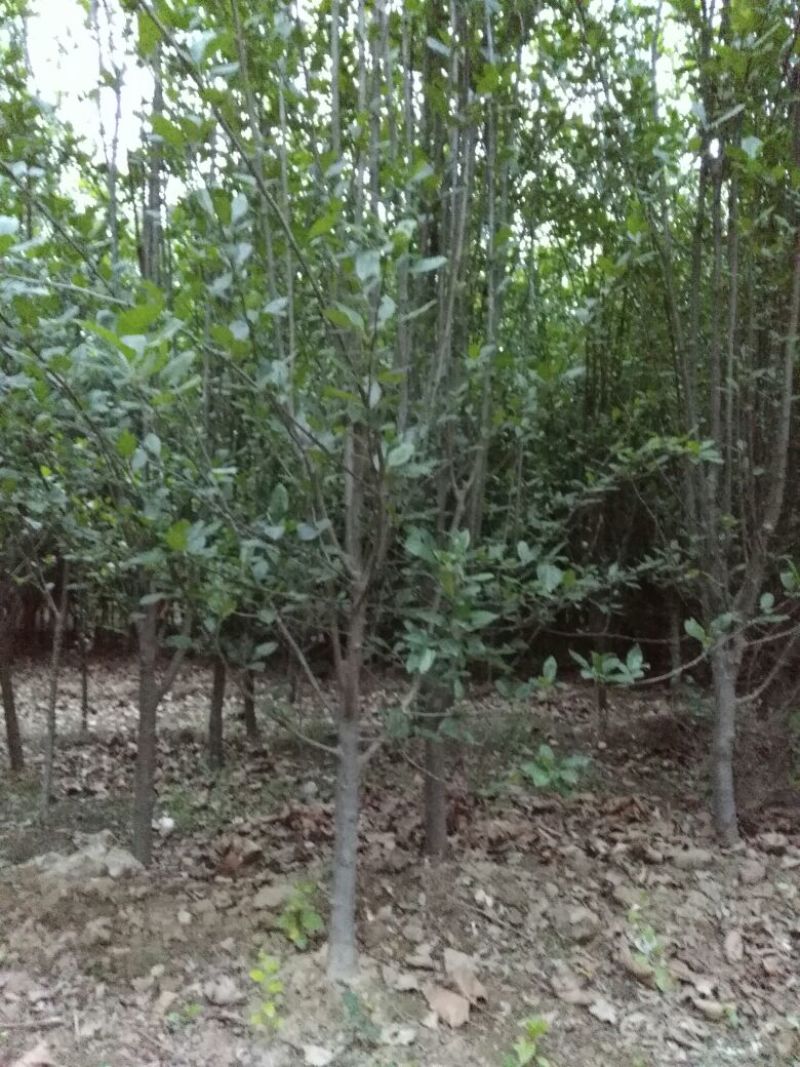 西府海棠6~8cm6~8cm6~8cm