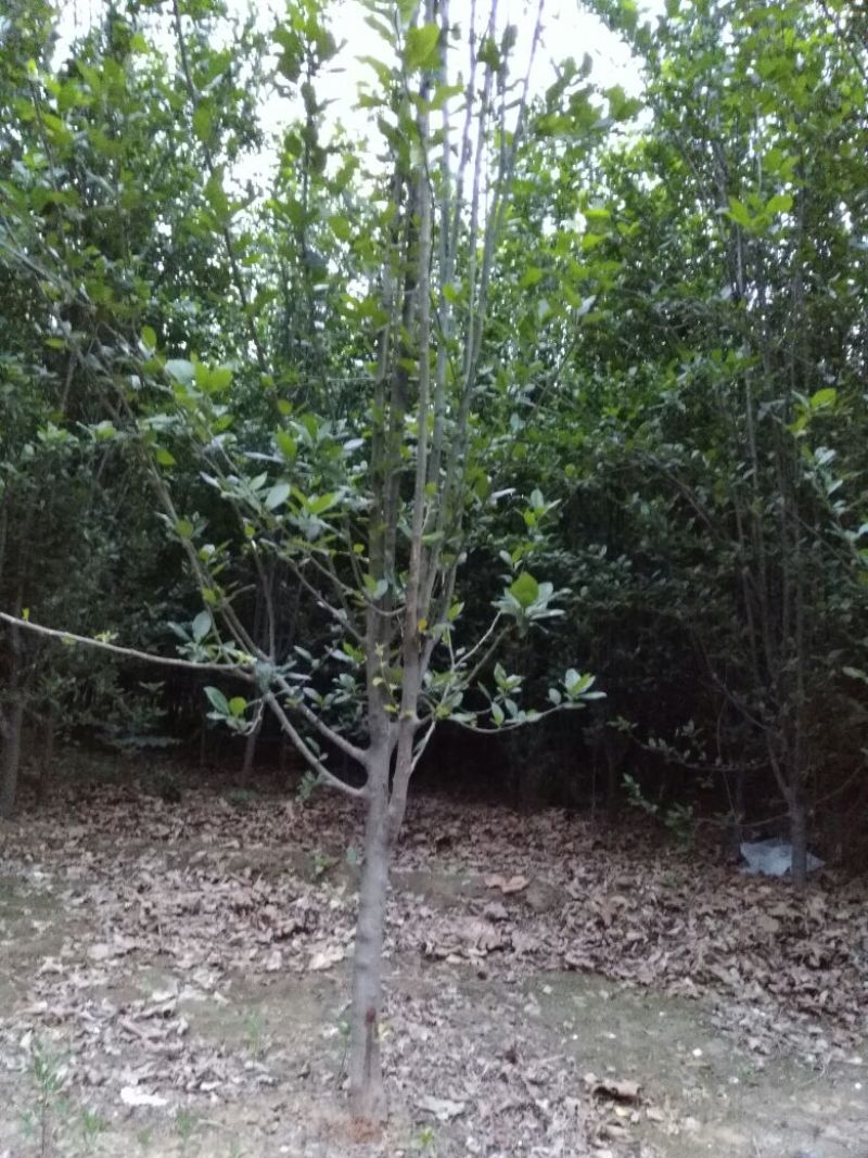 西府海棠6~8cm6~8cm6~8cm