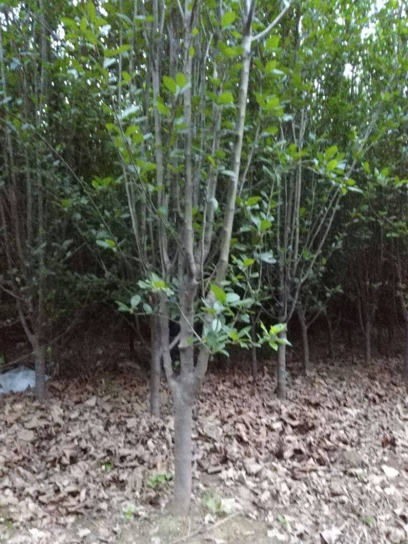 西府海棠6~8cm6~8cm6~8cm