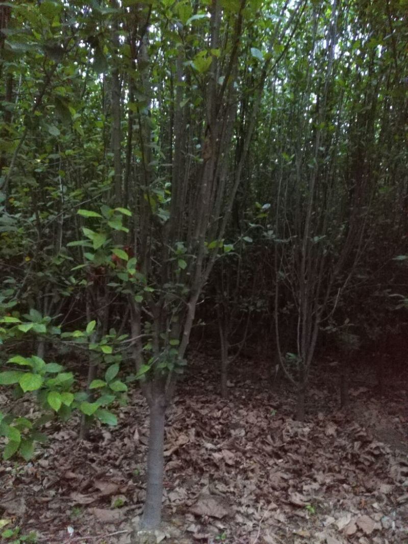 西府海棠6~8cm6~8cm6~8cm