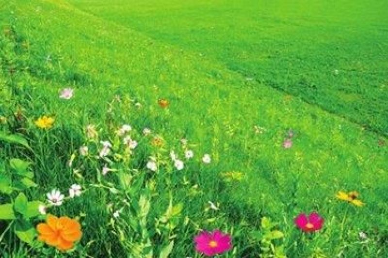 草坪种子95%以上