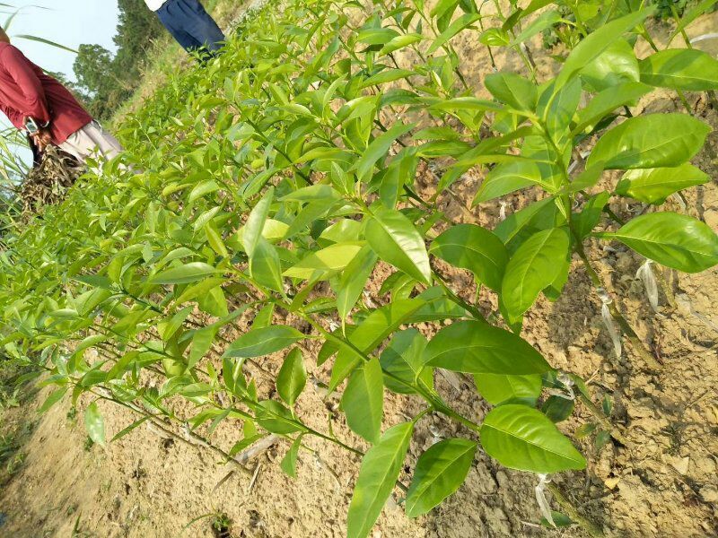 新会柑苗50~80cm