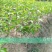 新会柑苗50~80cm