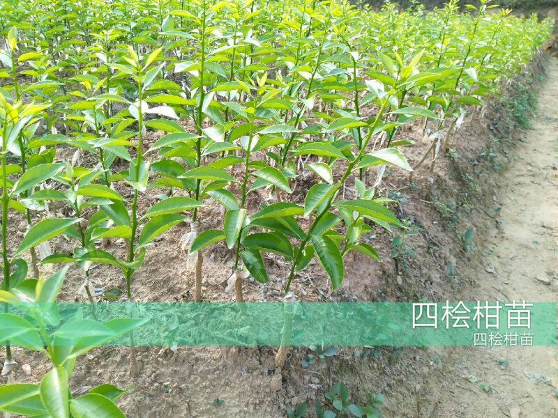 新会柑苗50~80cm
