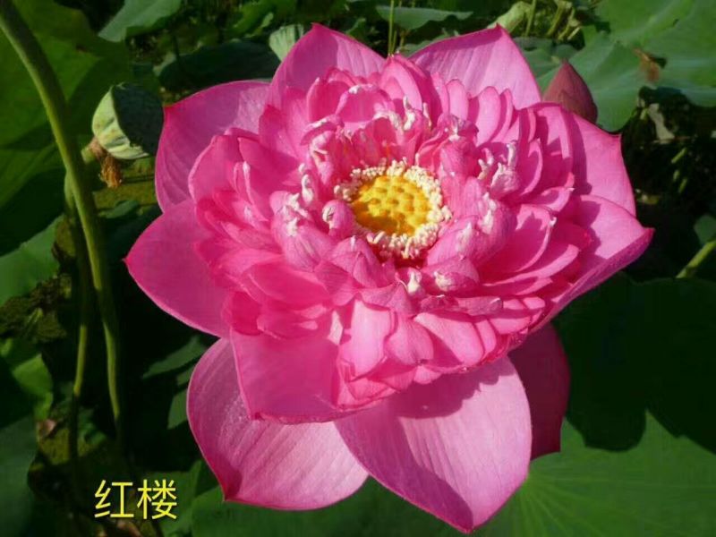 精品荷花，荷花，安新县信荷水生植物