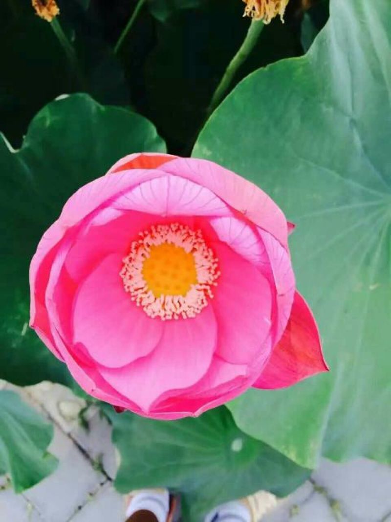 精品荷花，荷花，安新县信荷水生植物