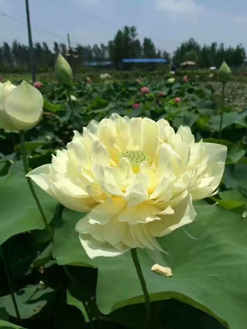 精品荷花，荷花，安新县信荷水生植物
