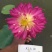精品荷花，荷花，安新县信荷水生植物