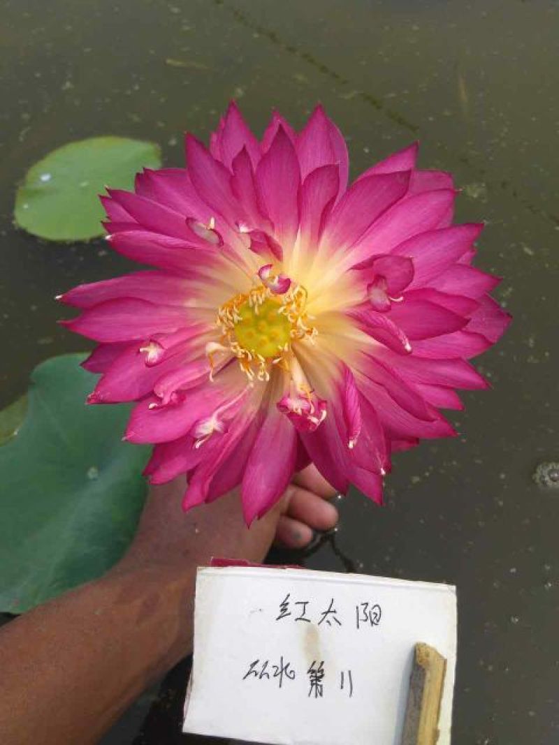 精品荷花，荷花，安新县信荷水生植物