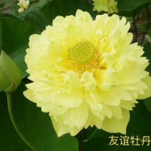 精品荷花，荷花，安新县信荷水生植物