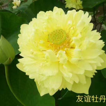 精品荷花，荷花，安新县信荷水生植物