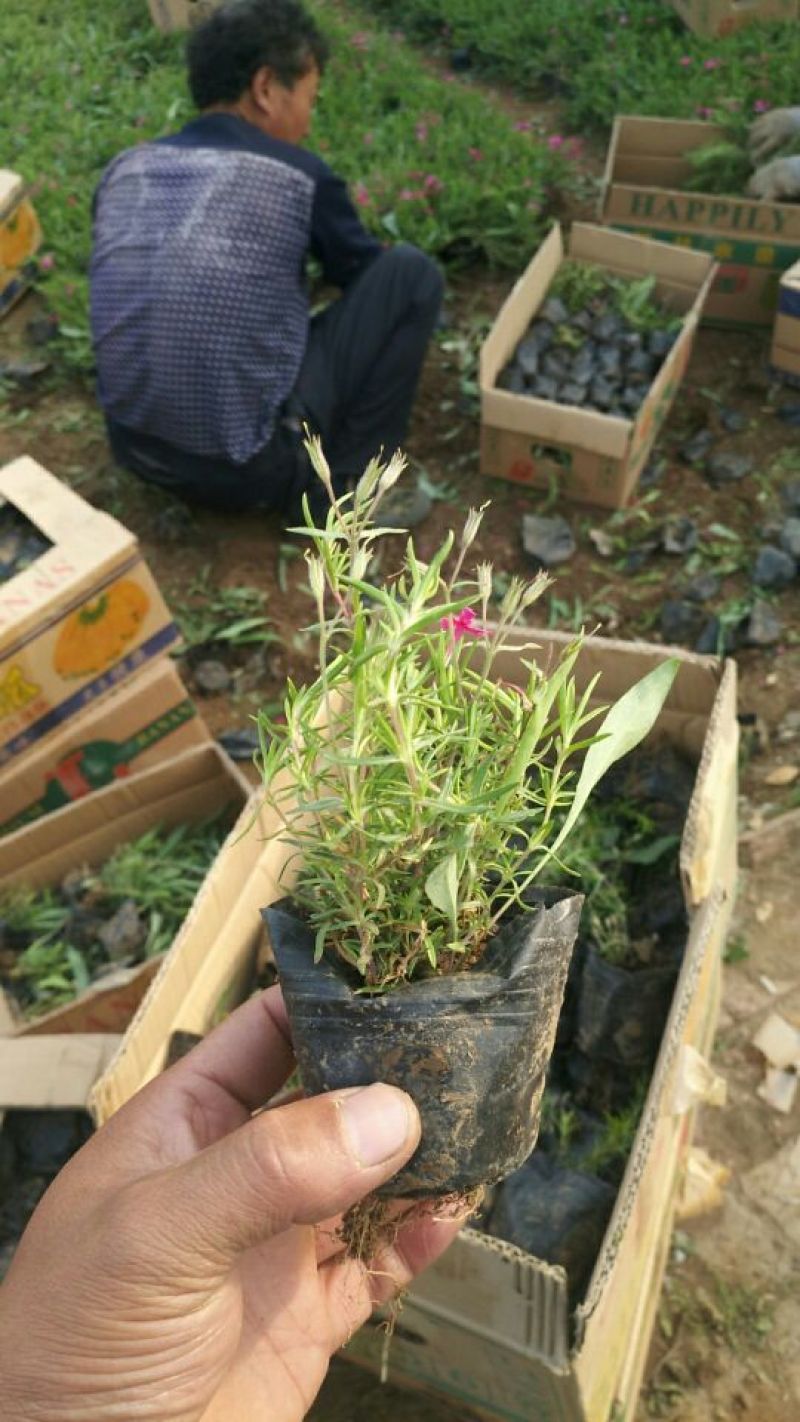 福禄考
