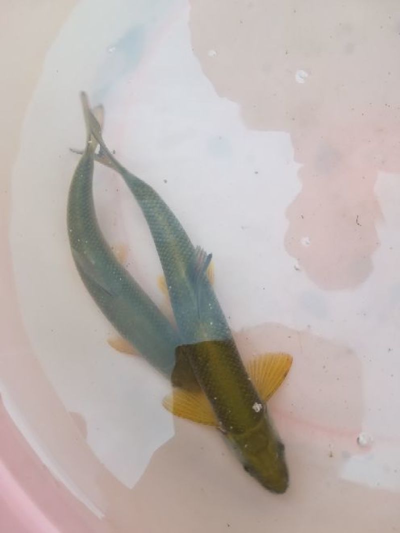 多鳞铲颌鱼