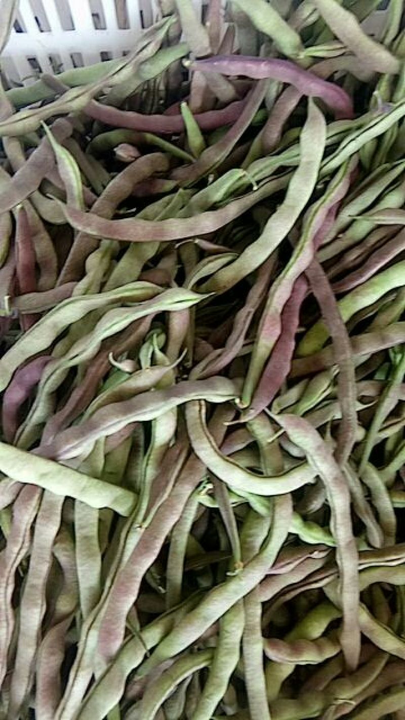 架豆15~20cm