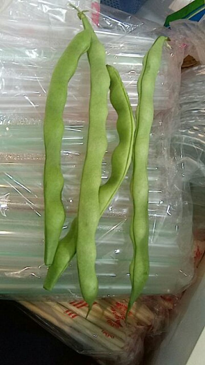 架豆15~20cm